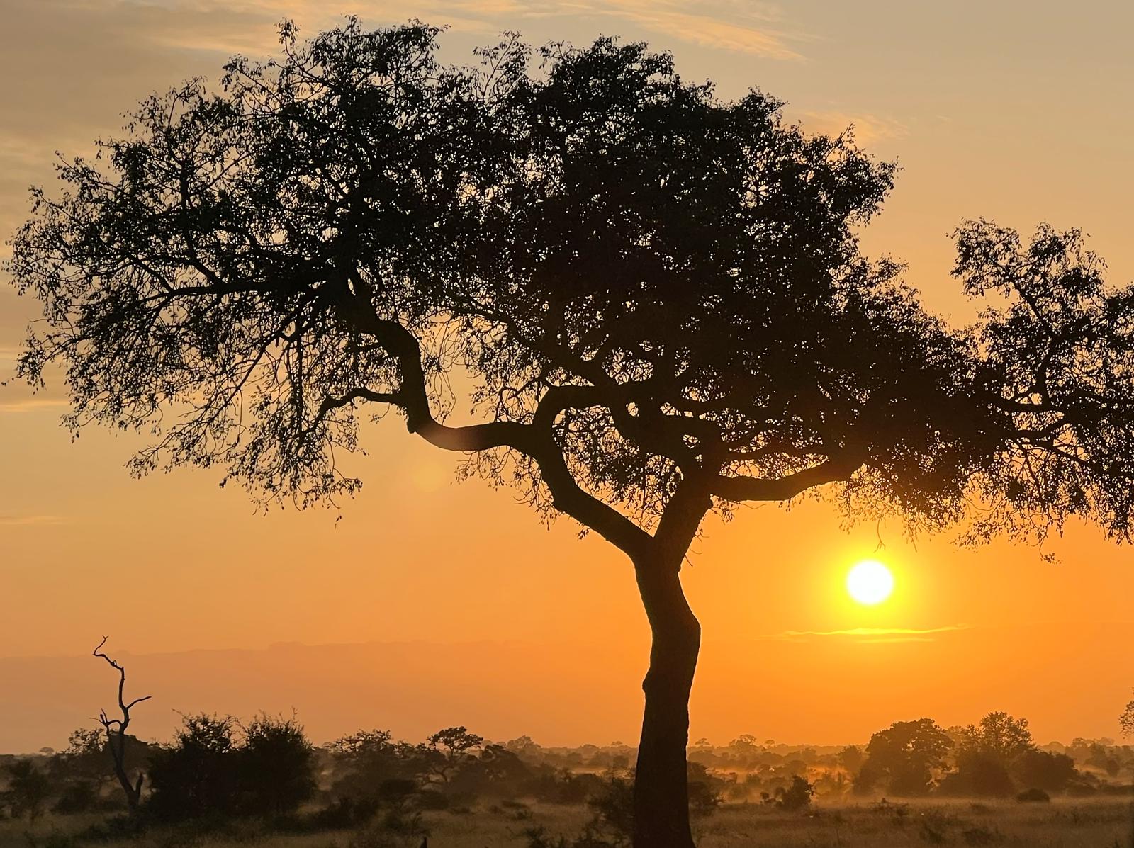 Acacia tree silhouetted against an orange sunrise on the savannah