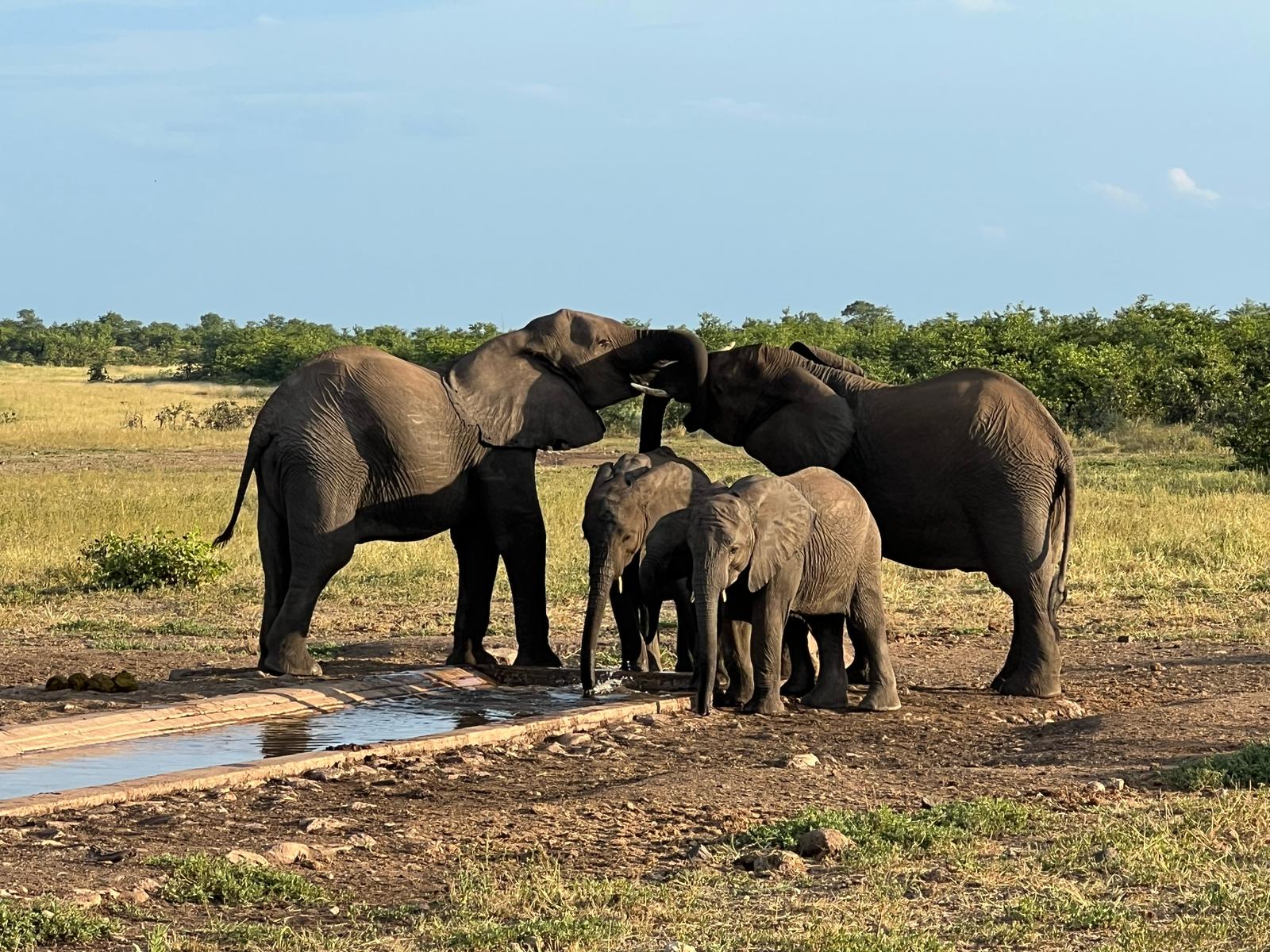 A herd of elephants gathered at a waterhole in South Africa