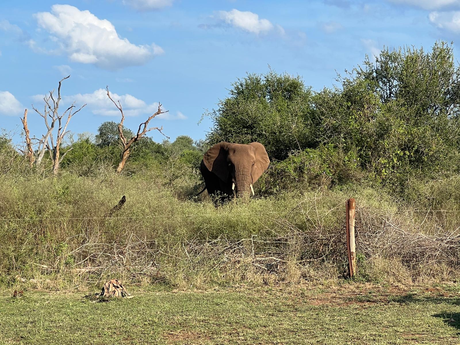 A lone elephant amongst the trees in Hlane