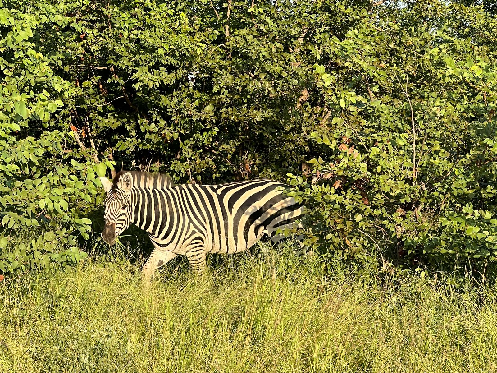 A zebra emerging from green bushland