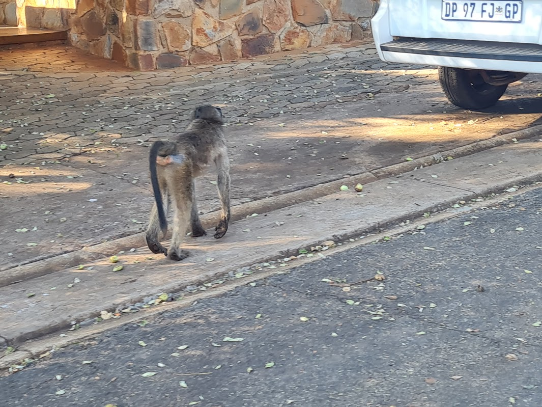 A baboon walking along a campsite road past a parked vehicle