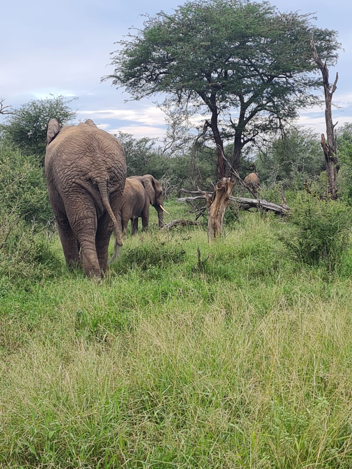 Elephants walking through the bush