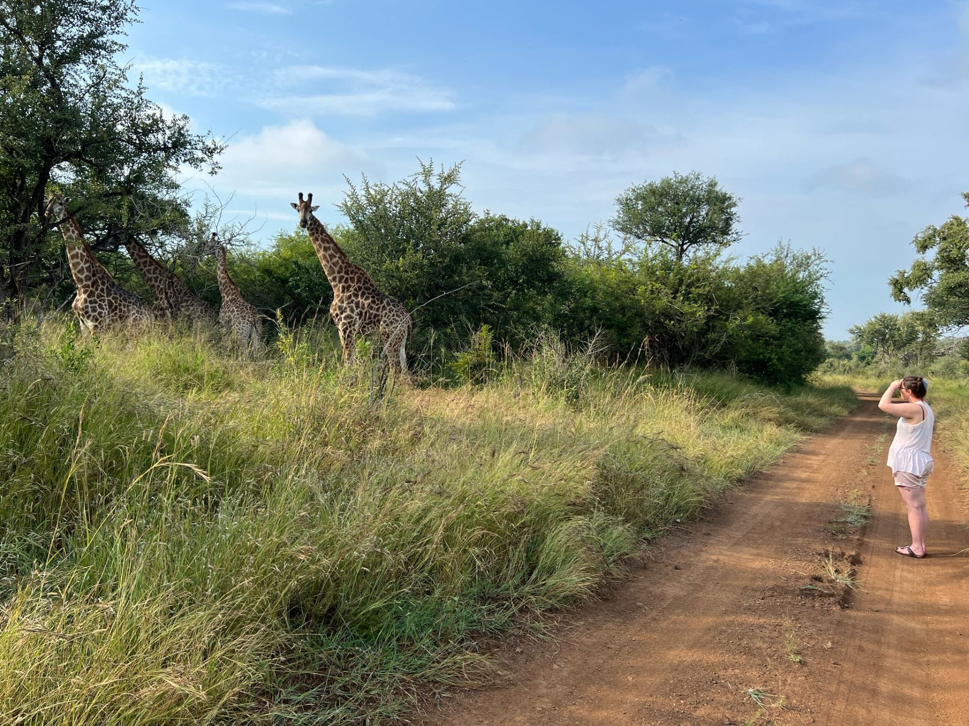 Giraffes spotted from a dirt road in Eswatini