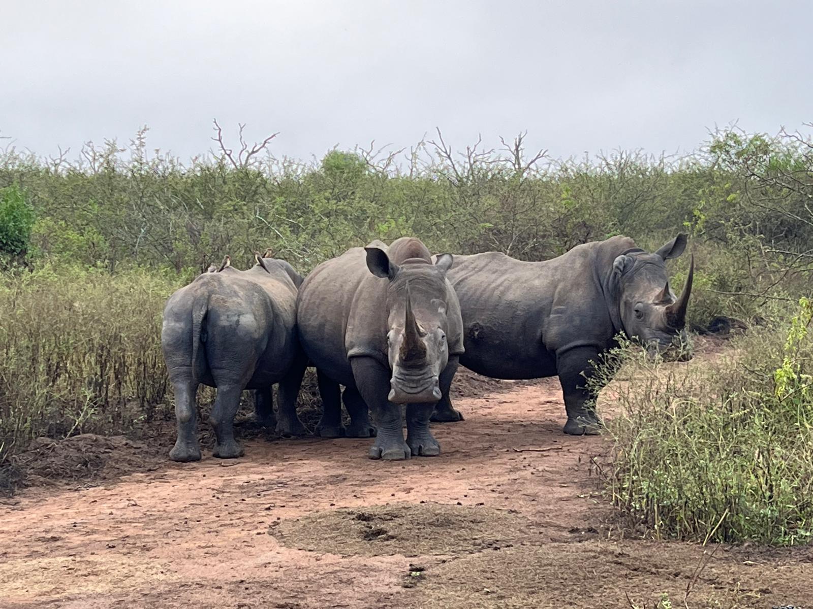 A group of white rhinos in the Eswatini bush